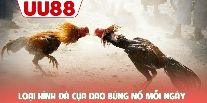 Đá Gà 2 Loại hình đá cựa dao bùng nổ mỗi ngày