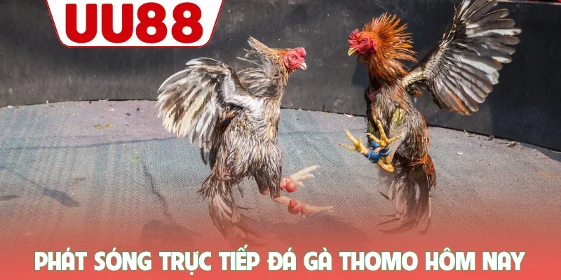 Đá Gà 1 Phát sóng trực tiếp đá gà Thomo hôm nay