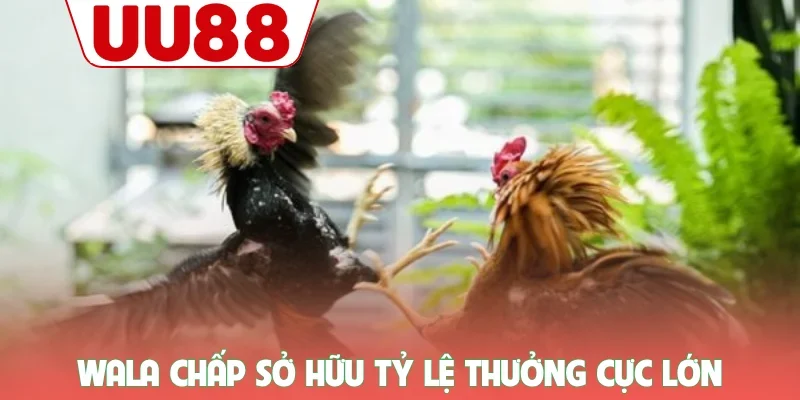 Đá Gà 3 Wala chấp sở hữu tỷ lệ thưởng cực lớn